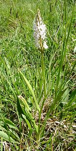 Dactylorhiza fuchsii (Orchidaceae)  - Dactylorhize de Fuchs, Orchis de Fuchs, Orchis tacheté des bois, Orchis de Meyer, Orchis des bois - Common Spotted-orchid Marne [France] 16/06/2001 - 200m