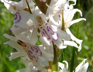 Dactylorhiza fuchsii (Orchidaceae)  - Dactylorhize de Fuchs, Orchis de Fuchs, Orchis tacheté des bois, Orchis de Meyer, Orchis des bois - Common Spotted-orchid Marne [France] 16/06/2001 - 200m