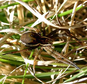 Dolomedes fimbriatus (Pisauridae)  - Dolomède des marais, Dolomède bordé - Raft Spider Marne [France] 16/06/2001 - 100m