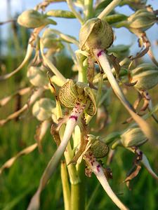 Himantoglossum hircinum (Orchidaceae)  - Himantoglosse bouc, Orchis bouc, Himantoglosse à odeur de bouc - Lizard Orchid Aisne [France] 15/06/2001 - 120m