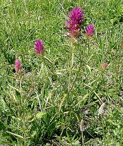 Melampyrum arvense (Orobanchaceae)  - Mélampyre des champs, Rougeole - Field Cow-wheat Nord [France] 23/06/2001 - 220m