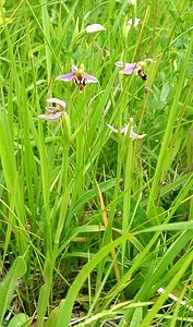 Ophrys apifera (Orchidaceae)  - Ophrys abeille - Bee Orchid Oise [France] 15/06/2001 - 130m