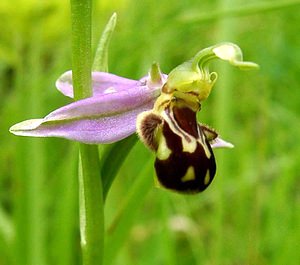 Ophrys apifera (Orchidaceae)  - Ophrys abeille - Bee Orchid Oise [France] 15/06/2001 - 130m