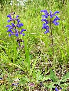 Salvia pratensis (Lamiaceae)  - Sauge des prés, Sauge commune - Meadow Clary Oise [France] 15/06/2001 - 100m