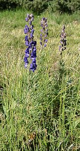 Aconitum napellus (Ranunculaceae)  - Aconit napel, Casque de Jupiter, Casque - Monk's-hood Pyrenees-Orientales [France] 20/07/2001 - 1590m