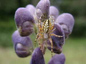 Aculepeira ceropegia (Araneidae)  Pyrenees-Orientales [France] 19/07/2001 - 1590m