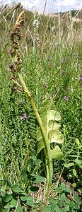 Botrychium lunaria (Ophioglossaceae)  - Botryche lunaire, Botrychium lunaire - Moonwort Tarn [France] 17/07/2001 - 1140m