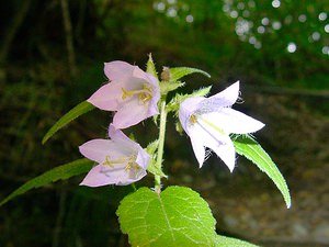 Campanula trachelium (Campanulaceae)  - Campanule gantelée, Gant de Notre-Dame, Ortie bleue - Nettle-leaved Bellflower Ariege [France] 24/07/2001 - 930m