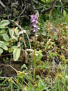 Dactylorhiza maculata (Orchidaceae)  - Dactylorhize maculé, Orchis tacheté, Orchis maculé - Heath Spotted-orchid Pyrenees-Orientales [France] 19/07/2001 - 1590m
