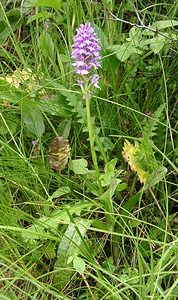 Dactylorhiza maculata (Orchidaceae)  - Dactylorhize maculé, Orchis tacheté, Orchis maculé - Heath Spotted-orchid Pyrenees-Orientales [France] 19/07/2001 - 1590m