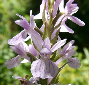 Dactylorhiza maculata (Orchidaceae)  - Dactylorhize maculé, Orchis tacheté, Orchis maculé - Heath Spotted-orchid Pyrenees-Orientales [France] 20/07/2001 - 1650m