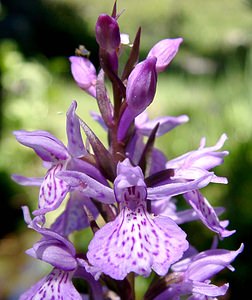 Dactylorhiza maculata (Orchidaceae)  - Dactylorhize maculé, Orchis tacheté, Orchis maculé - Heath Spotted-orchid  [France] 21/07/2001 - 2060m