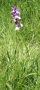 Dactylorhiza maculata (Orchidaceae)  - Dactylorhize maculé, Orchis tacheté, Orchis maculé - Heath Spotted-orchid  [France] 21/07/2001 - 2060m