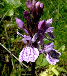 Dactylorhiza maculata (Orchidaceae)  - Dactylorhize maculé, Orchis tacheté, Orchis maculé - Heath Spotted-orchid  [France] 21/07/2001 - 2060m