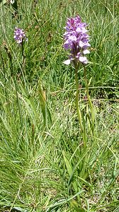 Dactylorhiza maculata (Orchidaceae)  - Dactylorhize maculé, Orchis tacheté, Orchis maculé - Heath Spotted-orchid  [France] 21/07/2001 - 2060m