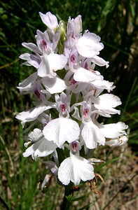 Dactylorhiza maculata (Orchidaceae)  - Dactylorhize maculé, Orchis tacheté, Orchis maculé - Heath Spotted-orchid  [France] 22/07/2001 - 2060m