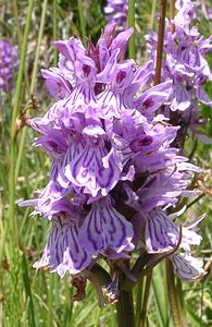 Dactylorhiza maculata (Orchidaceae)  - Dactylorhize maculé, Orchis tacheté, Orchis maculé - Heath Spotted-orchid Pyrenees-Orientales [France] 23/07/2001 - 1910m