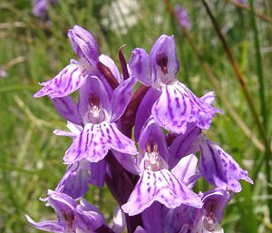 Dactylorhiza maculata (Orchidaceae)  - Dactylorhize maculé, Orchis tacheté, Orchis maculé - Heath Spotted-orchid Pyrenees-Orientales [France] 23/07/2001 - 1910m