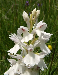 Dactylorhiza maculata (Orchidaceae)  - Dactylorhize maculé, Orchis tacheté, Orchis maculé - Heath Spotted-orchid Ariege [France] 25/07/2001 - 1320m