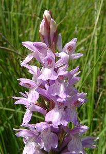 Dactylorhiza maculata (Orchidaceae)  - Dactylorhize maculé, Orchis tacheté, Orchis maculé - Heath Spotted-orchid Ariege [France] 25/07/2001 - 1320m