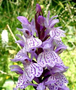 Dactylorhiza maculata (Orchidaceae)  - Dactylorhize maculé, Orchis tacheté, Orchis maculé - Heath Spotted-orchid Ariege [France] 25/07/2001 - 1320m