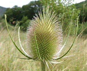 Dipsacus fullonum (Caprifoliaceae)  - Cardère à foulon, Cabaret des oiseaux, Cardère sauvage - Wild Teasel Aveyron [France] 17/07/2001 - 340m