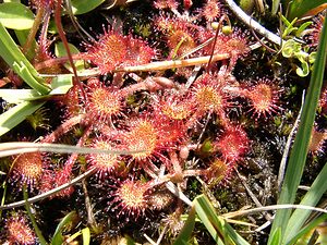 Drosera rotundifolia (Droseraceae)  - Rossolis à feuilles rondes, Droséra à feuilles rondes - Round-leaved Sundew Ariege [France] 24/07/2001 - 1630m