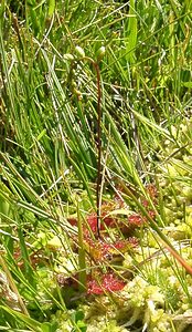 Drosera rotundifolia (Droseraceae)  - Rossolis à feuilles rondes, Droséra à feuilles rondes - Round-leaved Sundew Ariege [France] 25/07/2001 - 1630m