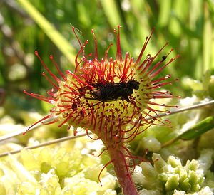 Drosera rotundifolia (Droseraceae)  - Rossolis à feuilles rondes, Droséra à feuilles rondes - Round-leaved Sundew Ariege [France] 25/07/2001 - 1630m