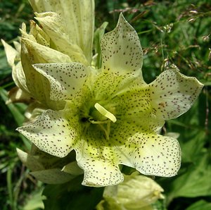 Gentiana burseri (Gentianaceae)  - Gentiane de Burser Pyrenees-Orientales [France] 31/07/2001 - 1650m