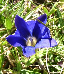 Gentiana pyrenaica (Gentianaceae)  - Gentiane des Pyrénées  [France] 22/07/2001 - 2060m