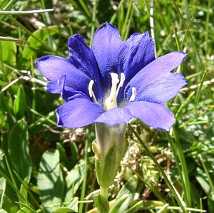 Gentiana pyrenaica (Gentianaceae)  - Gentiane des Pyrénées  [France] 22/07/2001 - 2060m