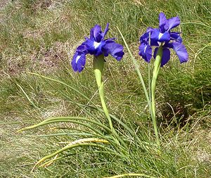 Iris latifolia (Iridaceae)  - Iris à feuilles larges, Iris xiphioïde - English Iris Hautes-Pyrenees [France] 30/07/2001 - 2060m