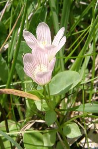 Lysimachia tenella (Primulaceae)  - Lysimaque délicate, Mouron délicat - Bog Pimpernel Ariege [France] 25/07/2001 - 1320m