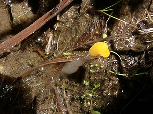 Mitrula paludosa (Sclerotiniaceae)  - Mitrule des marais - Bog Beacon  [France] 21/07/2001 - 2060m