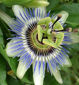 Passiflora caerulea (Passifloraceae)  - Passiflore bleuâtre - Blue Passionflower Haute-Garonne [France] 27/07/2001 - 1400mplantation d?corative urbaine