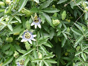 Passiflora caerulea (Passifloraceae)  - Passiflore bleuâtre - Blue Passionflower Haute-Garonne [France] 27/07/2001 - 1400m