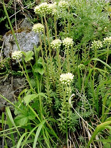 Petrosedum sediforme (Crassulaceae)  - Orpin blanc jaunâtre, Orpin de Nice, Sédum de Nice - Pale Stonecrop Hautes-Pyrenees [France] 28/07/2001 - 1150m