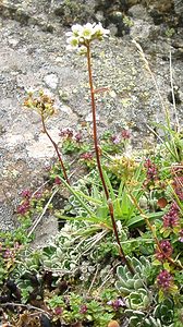 Saxifraga paniculata (Saxifragaceae)  - Saxifrage paniculée, Saxifrage aizoon - Livelong Saxifrage Hautes-Pyrenees [France] 29/07/2001 - 760m