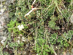 Saxifraga paniculata (Saxifragaceae)  - Saxifrage paniculée, Saxifrage aizoon - Livelong Saxifrage Hautes-Pyrenees [France] 29/07/2001 - 760m