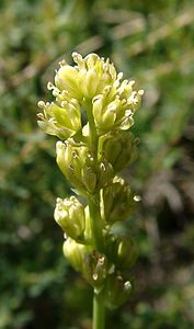 Tofieldia calyculata (Tofieldiaceae)  - Tofieldie à calicule, Tofieldie des marais Pyrenees-Orientales [France] 23/07/2001 - 1590m