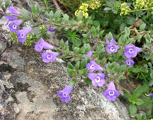 Ziziphora granatensis subsp. alpina (Lamiaceae)  - Ziziphora des Alpes, Clinopode des Alpes, Calament des Alpes, Sarriette des Alpes, Acinos des Alpes Hautes-Pyrenees [France] 29/07/2001 - 760m