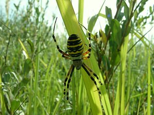 Argiope bruennichi (Araneidae)  - Épeire frelon - Wasp Spider Nord [France] 29/08/2001