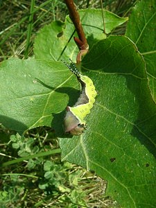 Cerura vinula (Notodontidae)  - Grande Queue-Fourchue - Puss Moth Nord [France] 29/08/2001