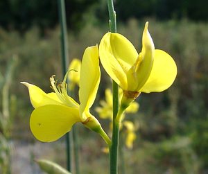 Cytisus scoparius (Fabaceae)  - Cytise à balais, Genêt à balais, Sarothamne à balais, Juniesse - Broom Gard [France] 02/08/2001 - 470m