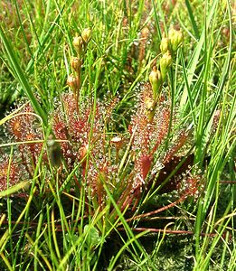 Drosera intermedia (Droseraceae)  - Rossolis intermédiaire, Droséra intermédiaire - Oblong-leaved Sundew Turnhout [Belgique] 18/08/2001 - 30m