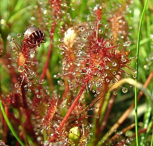 Drosera intermedia (Droseraceae)  - Rossolis intermédiaire, Droséra intermédiaire - Oblong-leaved Sundew Turnhout [Belgique] 18/08/2001 - 30m