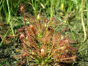 Drosera intermedia (Droseraceae)  - Rossolis intermédiaire, Droséra intermédiaire - Oblong-leaved Sundew Turnhout [Belgique] 18/08/2001 - 30m