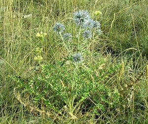 Echinops ritro (Asteraceae)  - Échinops ritro, Échinops, Chardon bleu Gard [France] 02/08/2001 - 470m