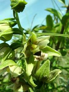 Epipactis helleborine subsp. neerlandica (Orchidaceae)  - Épipactide des Pays-Bas, Épipactide de Hollande, Épipactis des Pays-Bas Nord [France] 29/08/2001